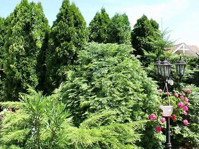 Magdi Panzio ヘーヴィーズ