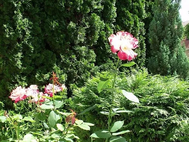 ゲストハウス Magdi Panzio 3*